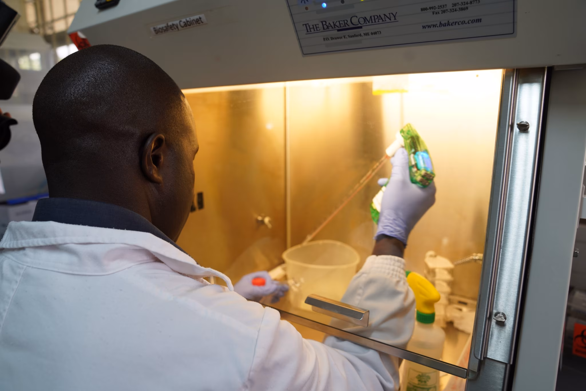 Lab worker wearing a lab coat and gloves, handling petri dishes and test tubes.