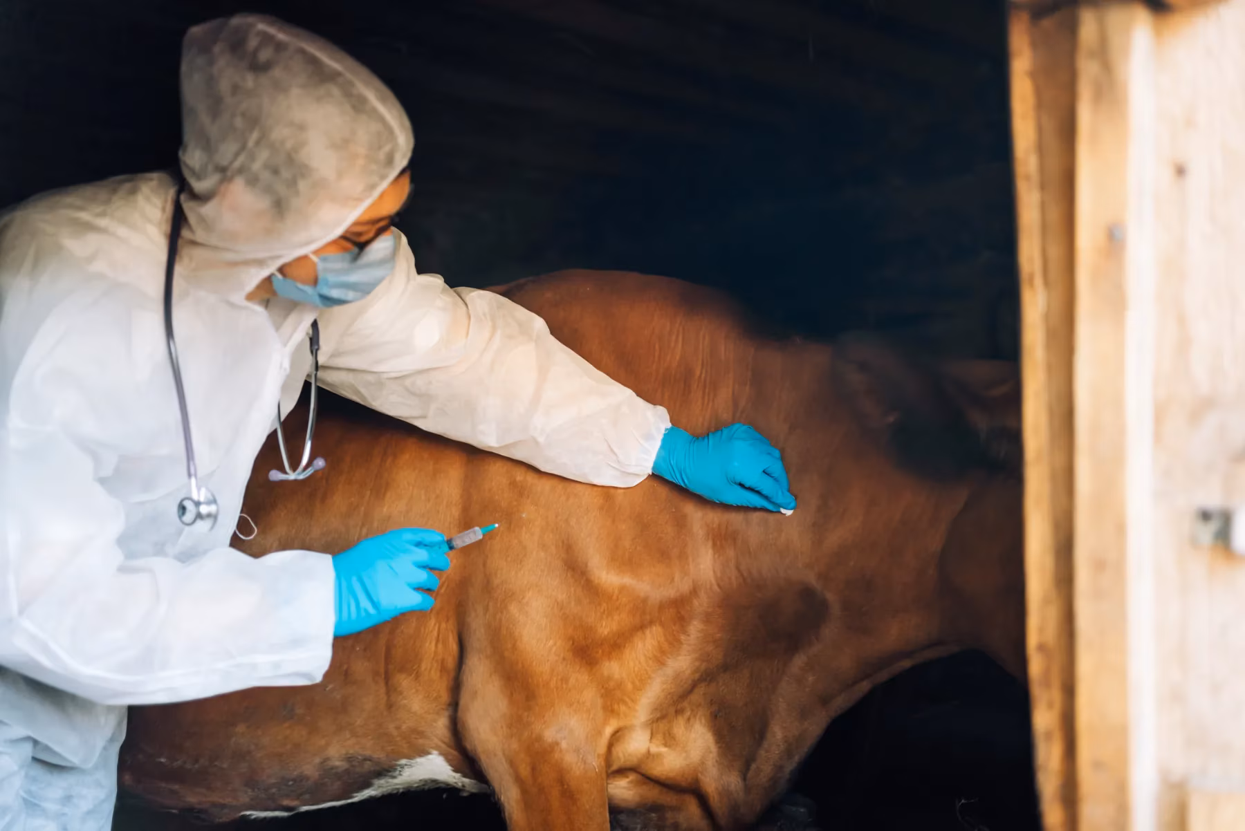 A person in white protective gear and blue gloves leans over to examine a brown cow.