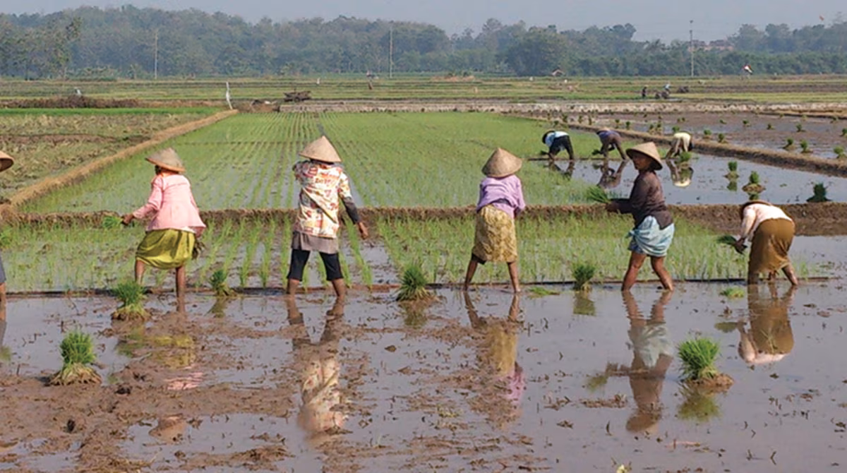A marsh-like field with five women gathering or planting their crops. There are three more people ahead doing the same.