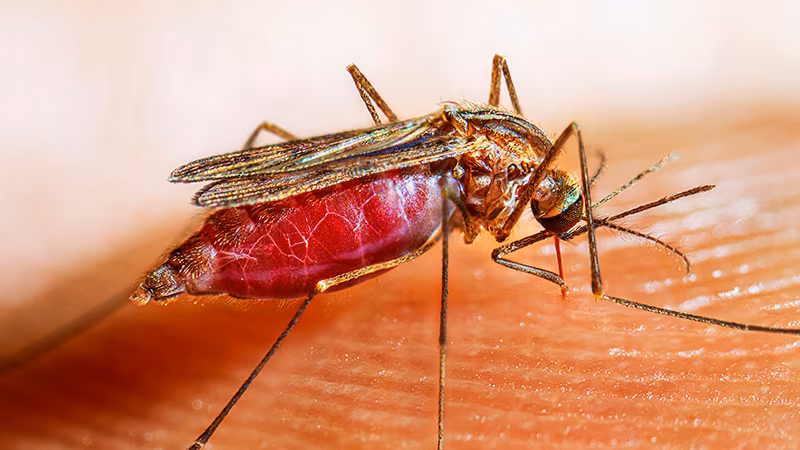 Female Anopheles quadrimaculatus mosquito landing on human skin