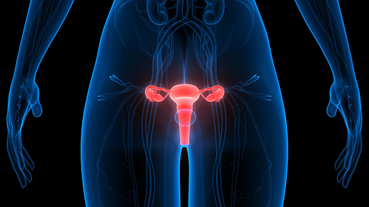 Medical illustration of the female reproductive system