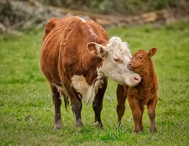 Cow snuggling her calf