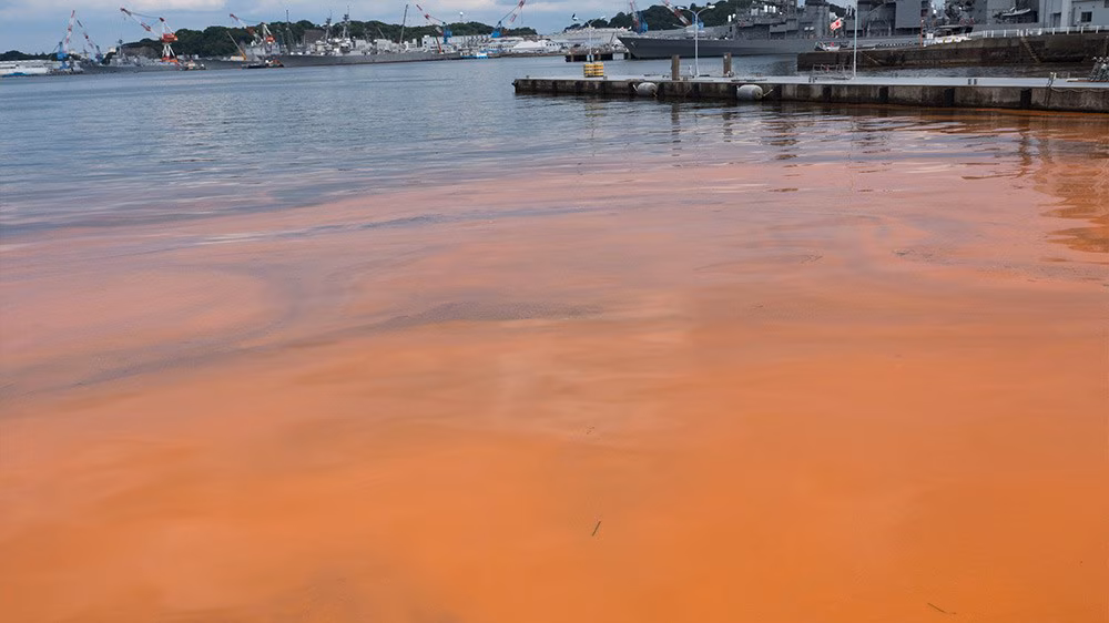 Marina with a red-orange bloom of algae in the foreground and docks and boats in the background