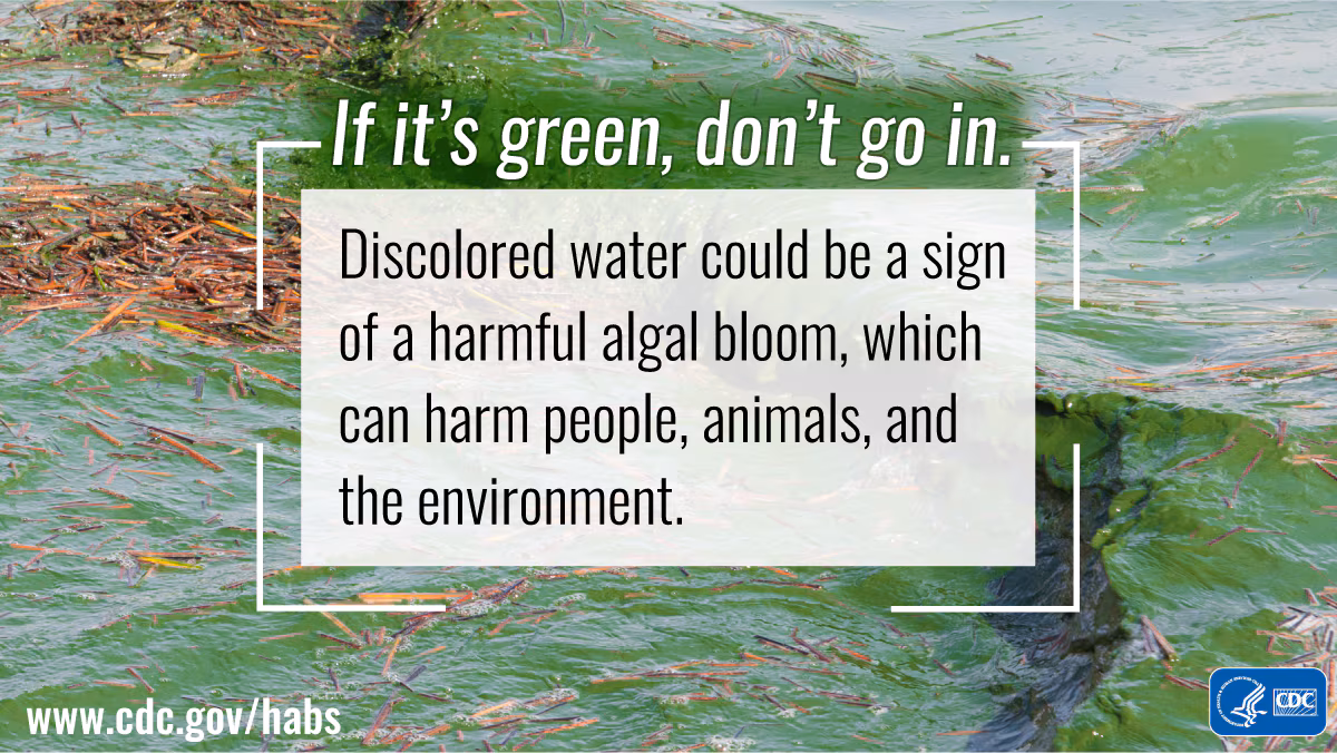 Avoid discolored water, which can pose risks to people, animals, and the environment