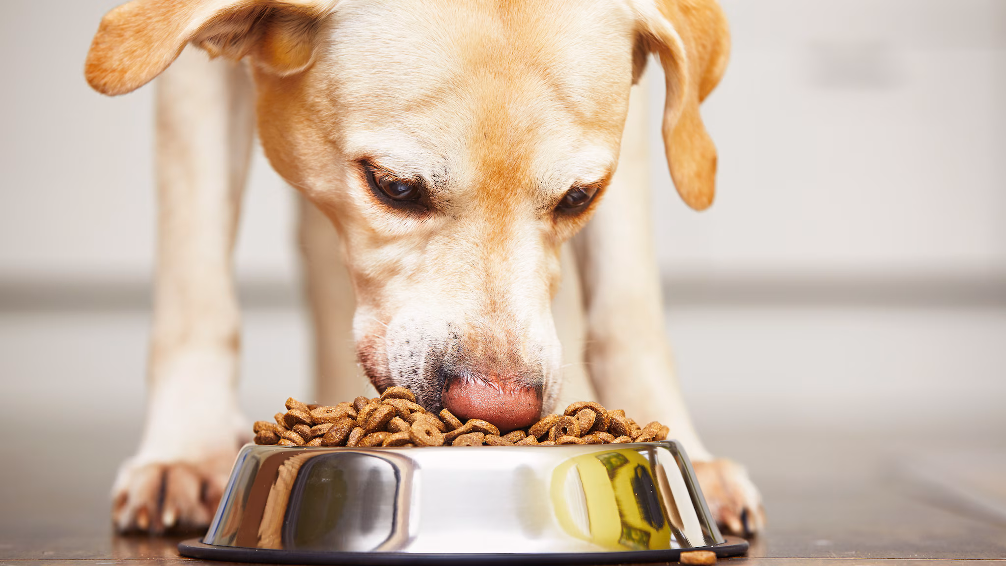 dog eating A yellow lab eats kibble out of a metal bowl.