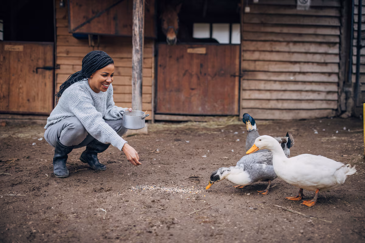A woman crouches to feed ducks