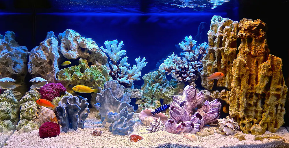 A couple of varius fish swimming around