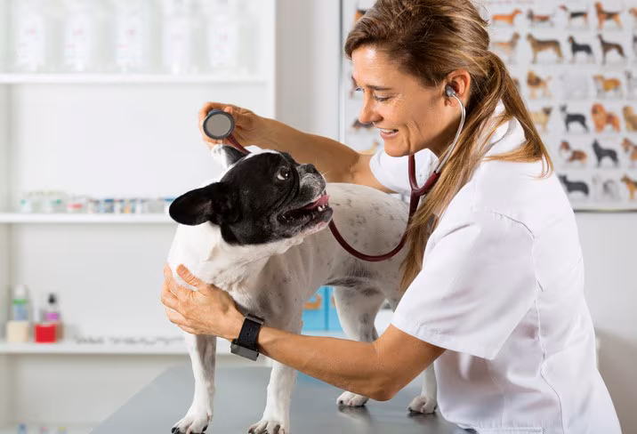 A veterinarian examines a dog