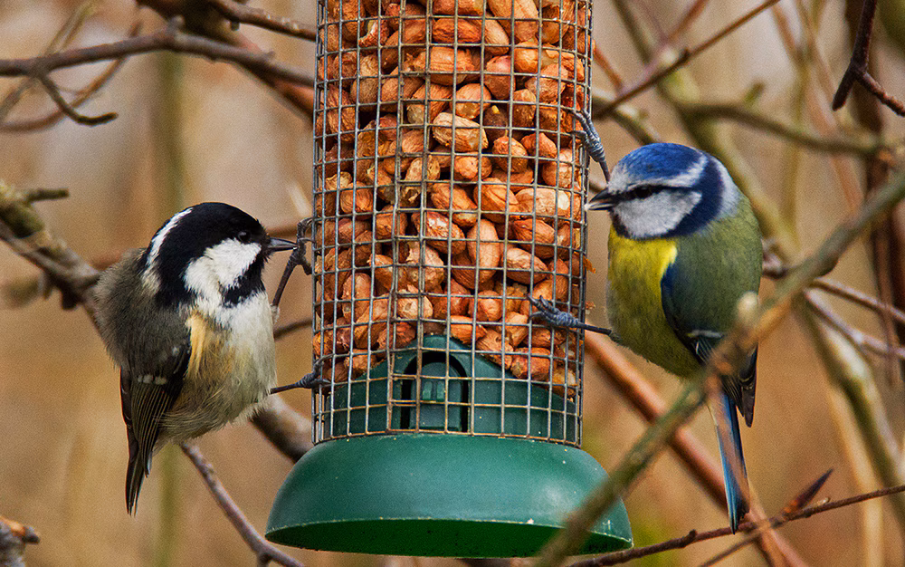 Two birds reaching for nuts