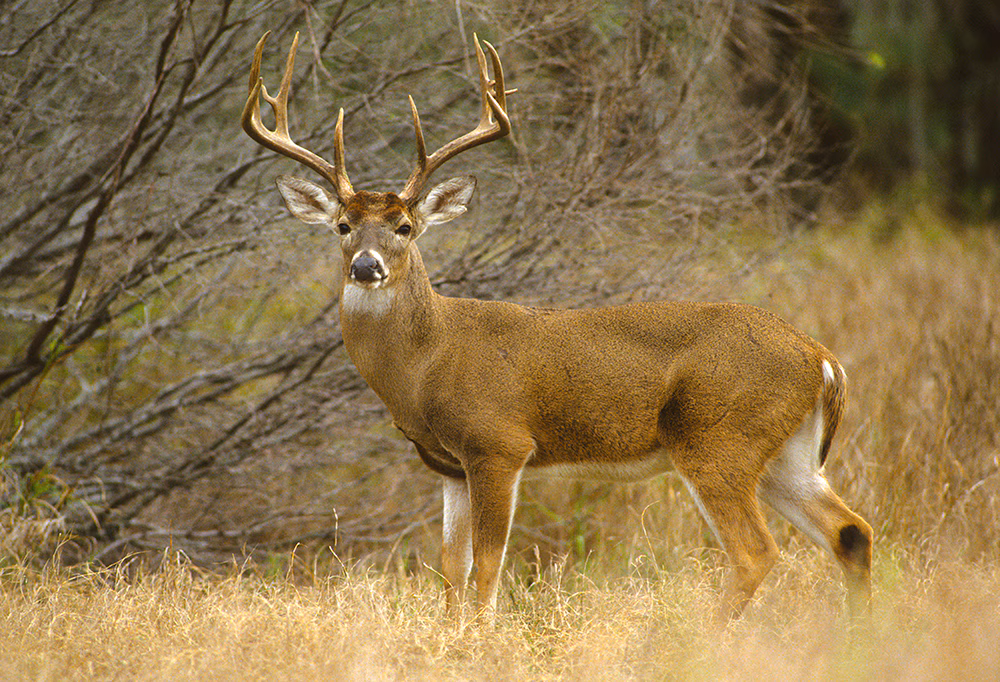Huge White-tailed Buck