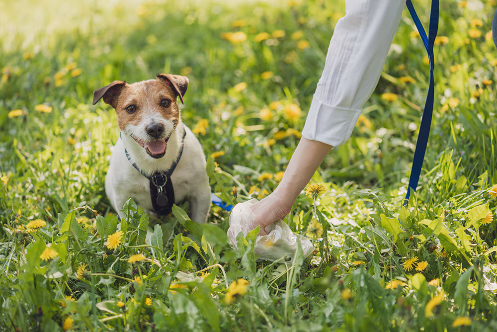 Pet owner picks up dog's poop cleaning up mess