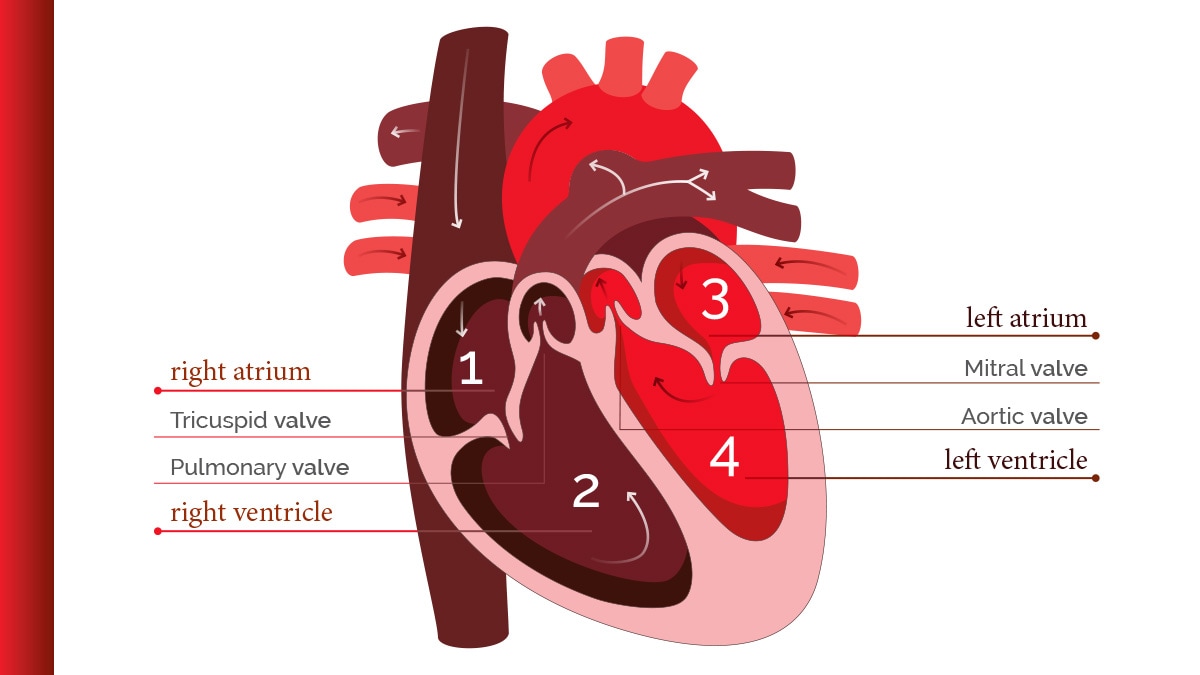 About HVD Webpage - Figure 1 Diagram of heart anatomy and connected circulatory vessels with arrows indicating direction of blood flow. The four chambers of the heart and the four heart valves are labeled. Oxygen-depleted blood from the vena cava enters the right atrium, passes through the tricuspid valve into the right ventricle, then passes through the pulmonary valve into the pulmonary artery toward the lungs. Oxygenated blood from the lungs passes through the pulmonary vein into the left atrium, passes through the mitral valve into the left ventricle, and passes through the aortic valve into the aorta to serve the circulatory system.