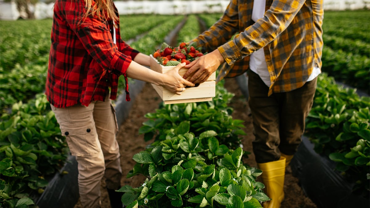 — title missing — Fresh strawberry farmers in a field harvesting strawberries.