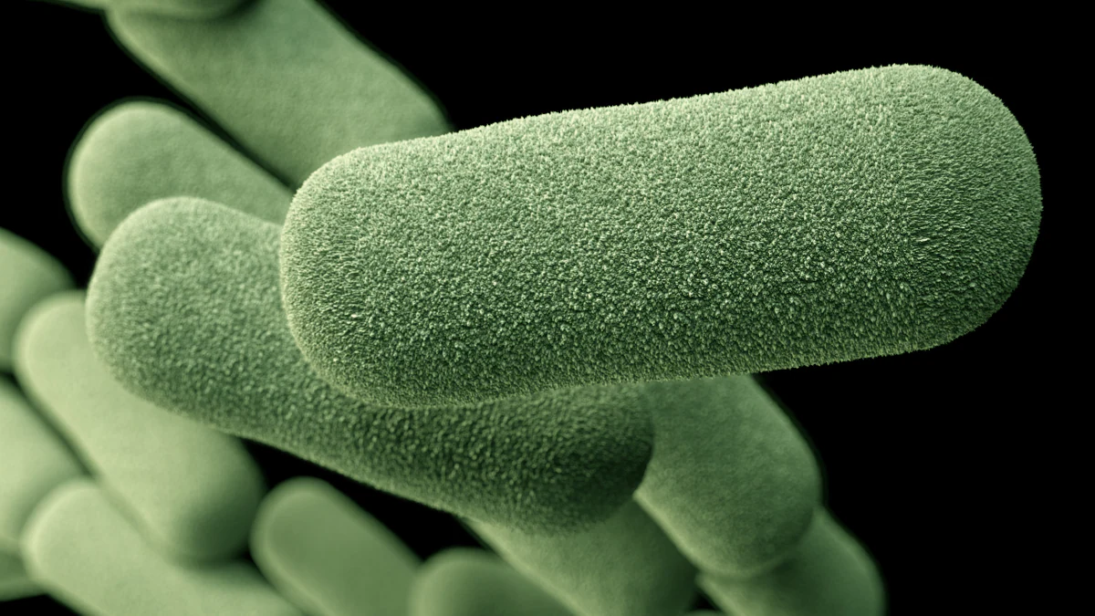 — title missing — An image of Haemophilus influenzae that was generated by a computer based on scanning electron microscopic imagery.