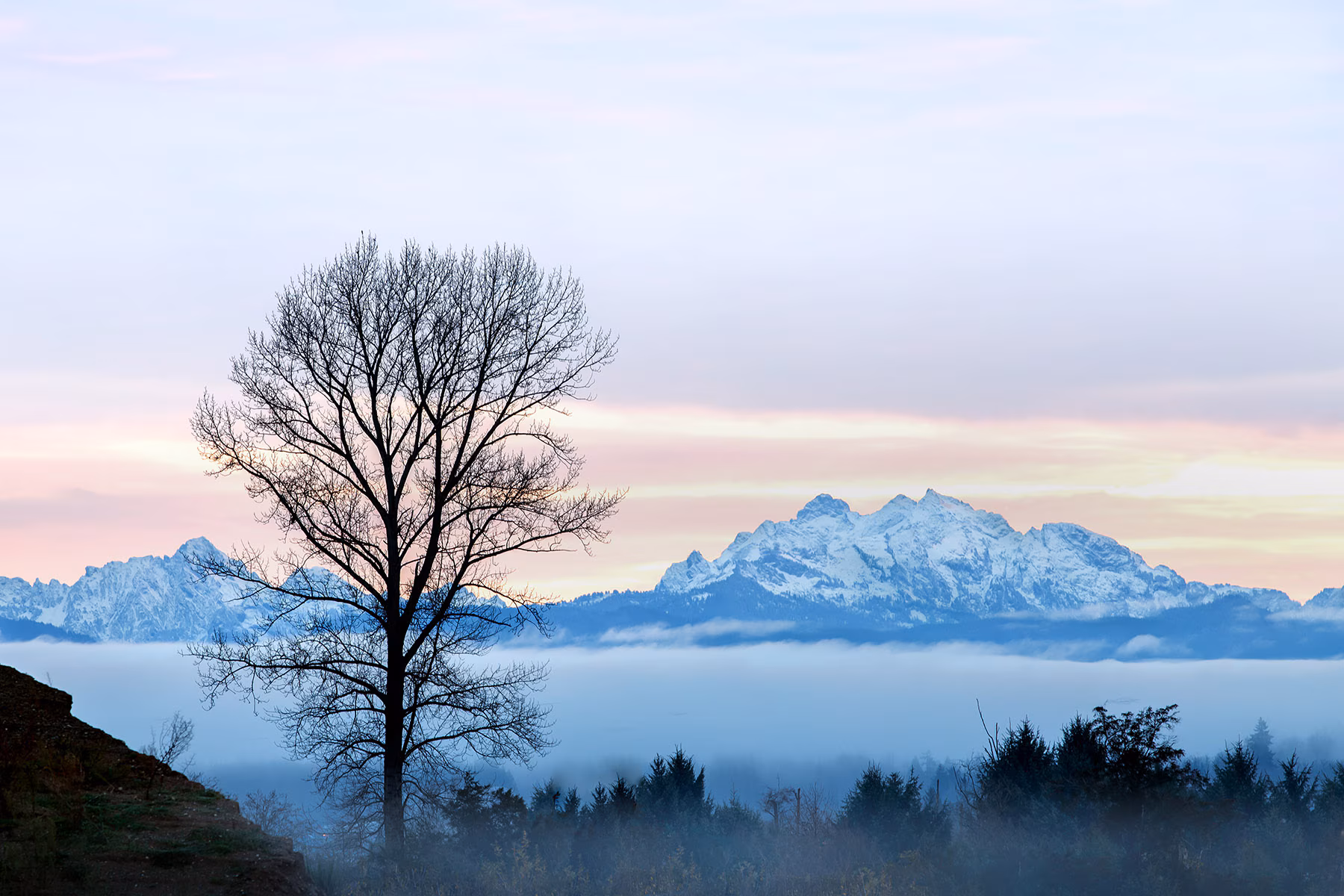 A leafless tree stands against a pastel sunrise with snow-capped mountains in the background.
