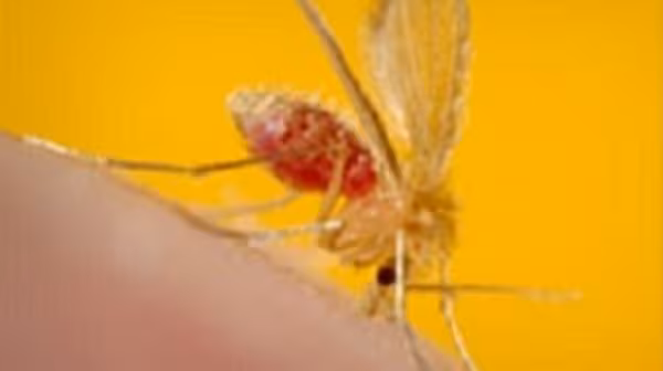 leishmaniasis-sandfly leishmaniasis-sandfly