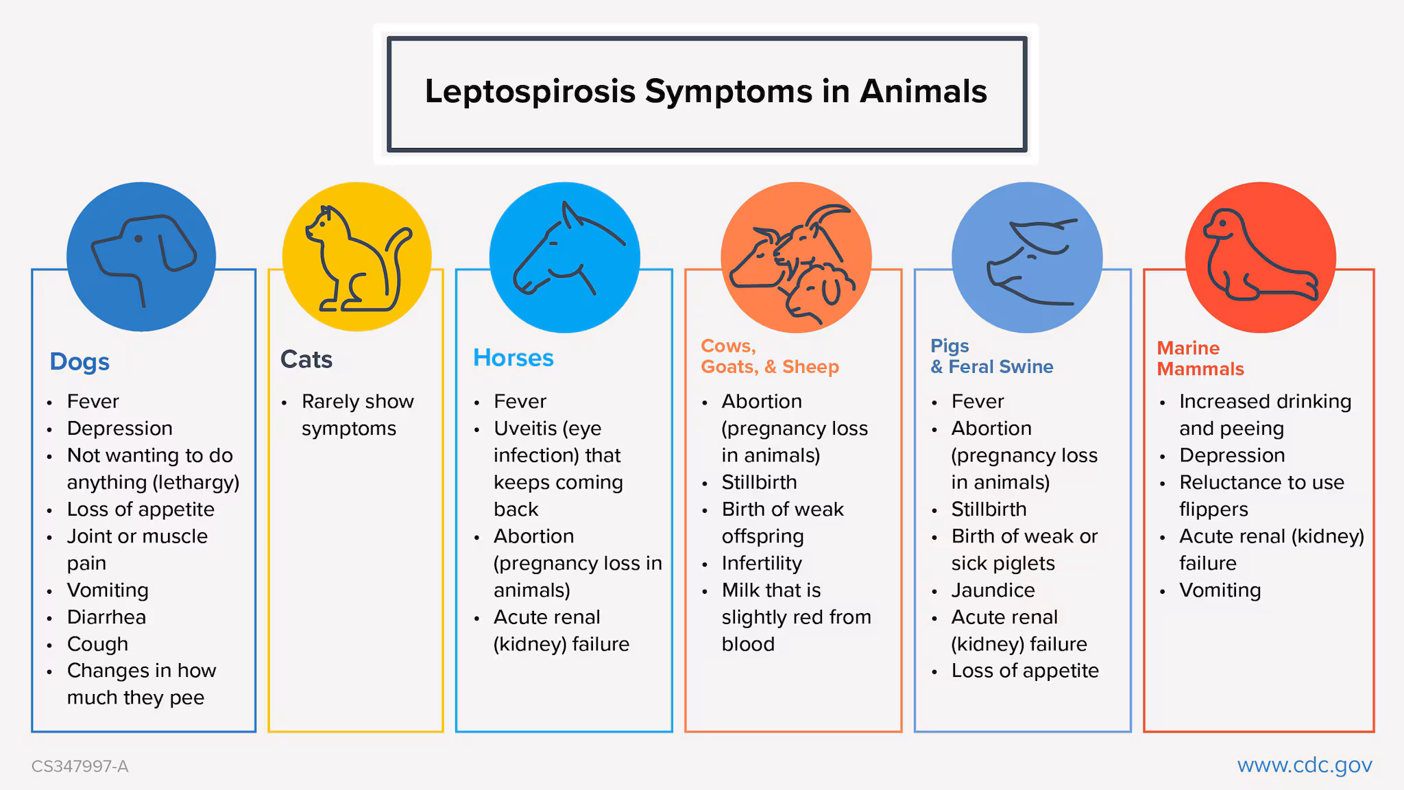 Common symptoms of leptospirosis in animals can be seen in this printable chart.
