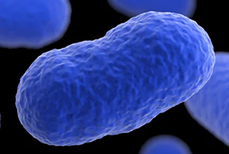 Listeria Illustration of Listeria.