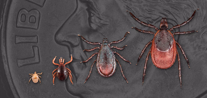 all life stages of Ixodes scapularis--larva, nymph, adult male, and adult female. Dime in background for scale.