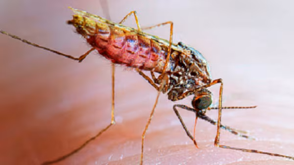 malaria mosquito