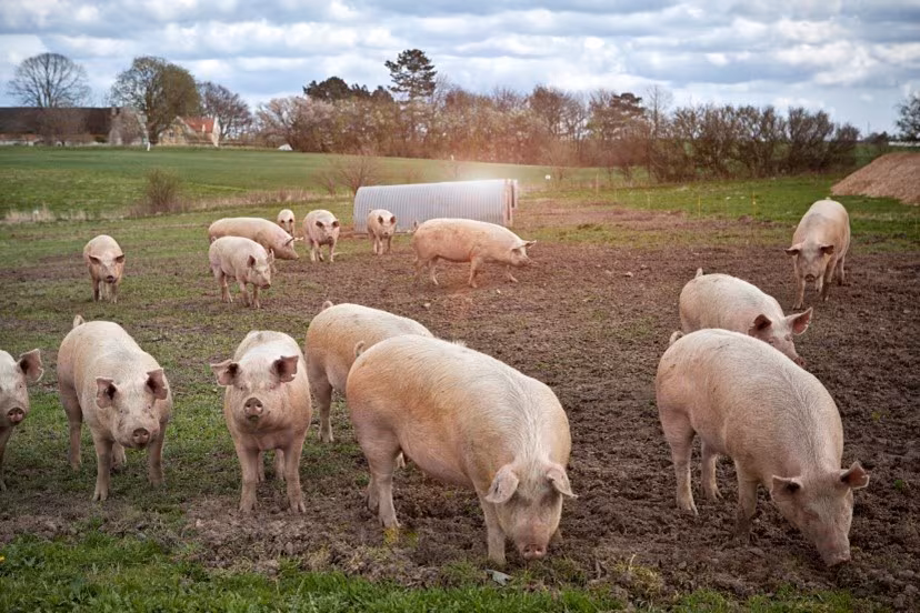 Pigs in a pasture
