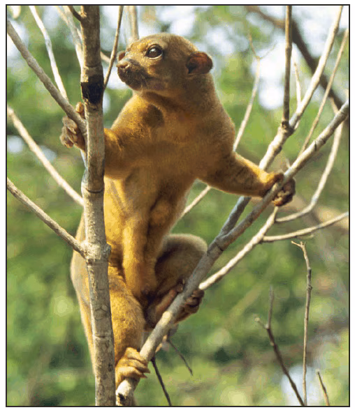 The figure shows a kinkajou (Potos flavus).