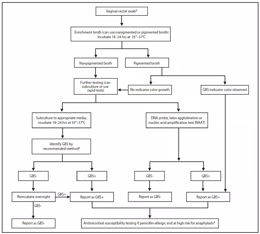 The figure presents an algorithm for laboratorians to use when testing for prenatal screening for group B streptococcal (GBS) colonization.