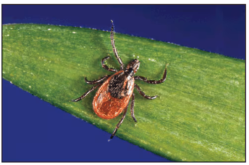 rr6502a1f14.gif This figure is a photograph showing an adult female Ixodes scapularis (blacklegged tick).