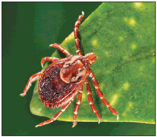 rr6502a1f2.gif This figure is a photograph showing an adult female Dermacentor variabilis (American dog tick).