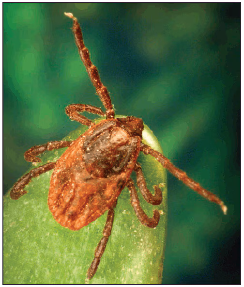 rr6502a1f6.gif This figure is a photograph showing an adult female Rhipicephalus sanguineus (brown dog tick).