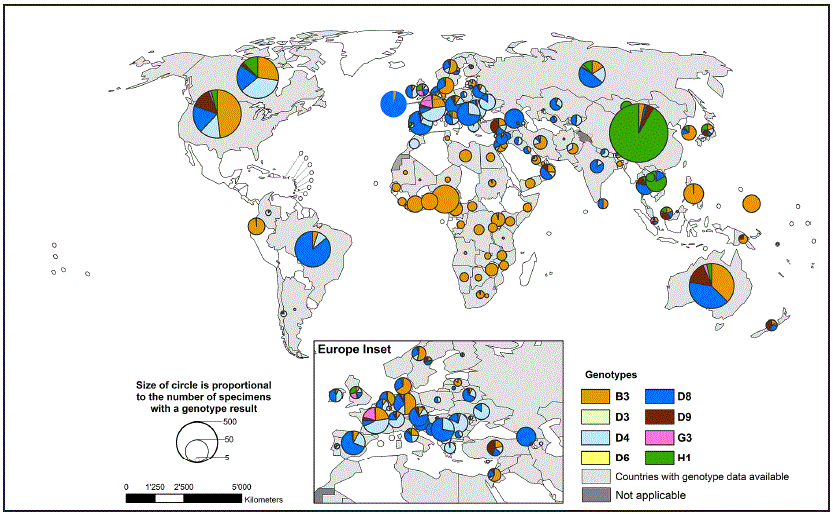 m6517a3f1.gif The figure above is a world map showing global distribution of measles virus genotypes, by country, during 2010–2015.