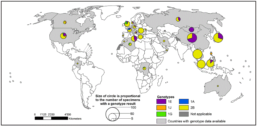 m6517a3f2.gif The figure above is a world map showing global distribution of rubella virus genotypes, by country, during 2010–2015.