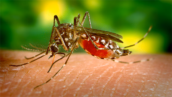 The figure shows a female Aedes aegypti mosquito, primary vector for the spread of Dengue.