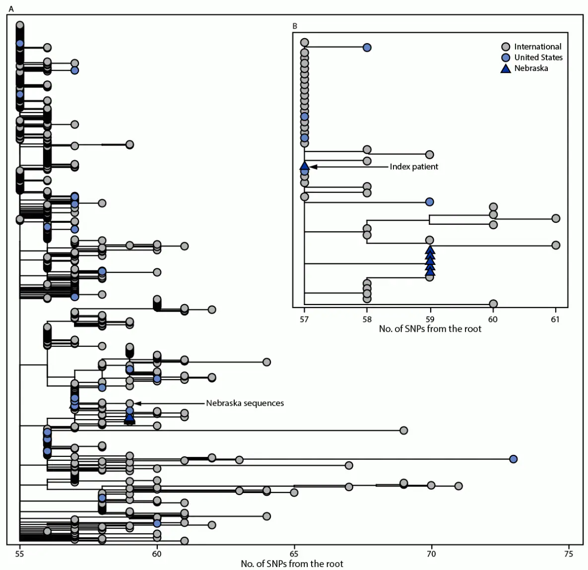 Investigation of a SARS-CoV-2 B.1.1.529 (Omicron) Variant Cluster — Nebraska, November–December 2021 The figure is a two-part phylogenetic tree. Panel A illustrates the global phylogeny of Omicron samples available on Global Initiative on Sharing All Influenza Data as of December 6, 2021 (650 total genomes). Panel B illustrates an expanded view of Omicron sequences collected in Nebraska from November–December 2021.