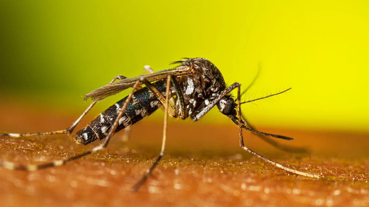 Aedes albopictus resting Female Aedes albopictus mosquito resting
