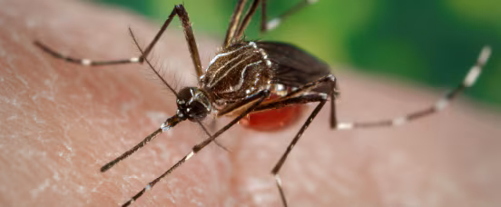 The Aedes aegypti Eradication Branch is established to eradicate this mosquito from the Americas as well as to protect against outbreaks of yellow fever and dengue fever