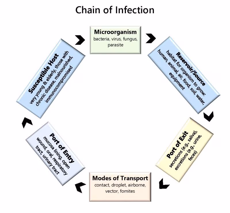 Chain of Infection graphic
