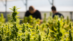 Commercial Growth of Cannabis on a Farm. kmatija - / Images Plus