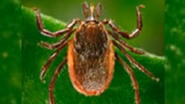 Tick Close-up image of a tick