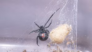 Black widow spider Black widow spider on a web