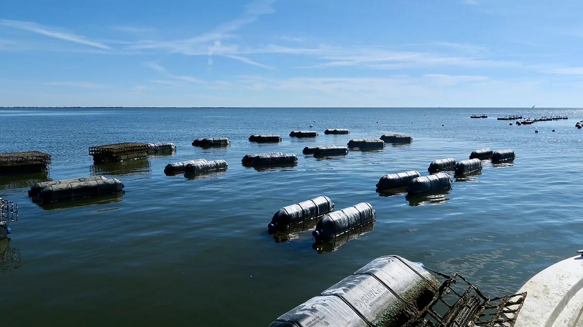 Oyster farming cages in the Gulf of Mexico. Image credit:  /  Images Plus