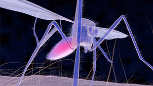 A digital rendering of a mosquito