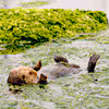 Sea Otter swimming on his back in water