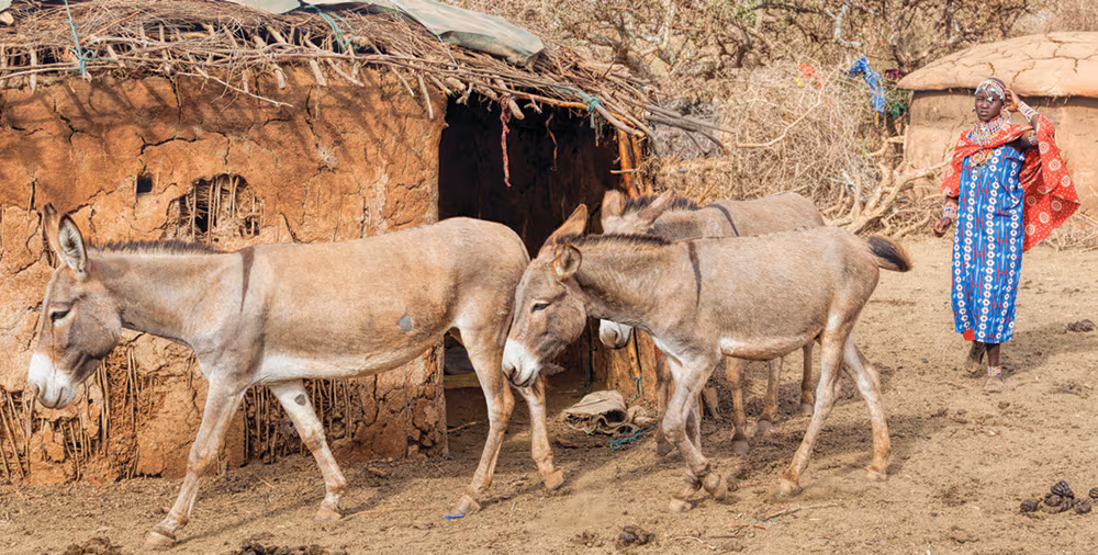 Young Maasai woman with donkeys in village.