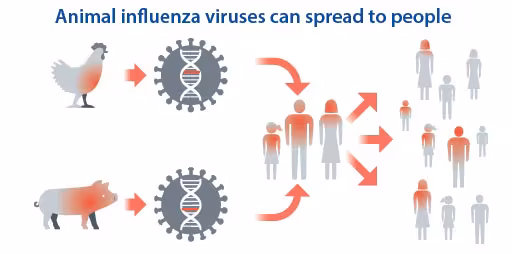 animal-influenza-viruses Animal influenza viruses can spread to people
