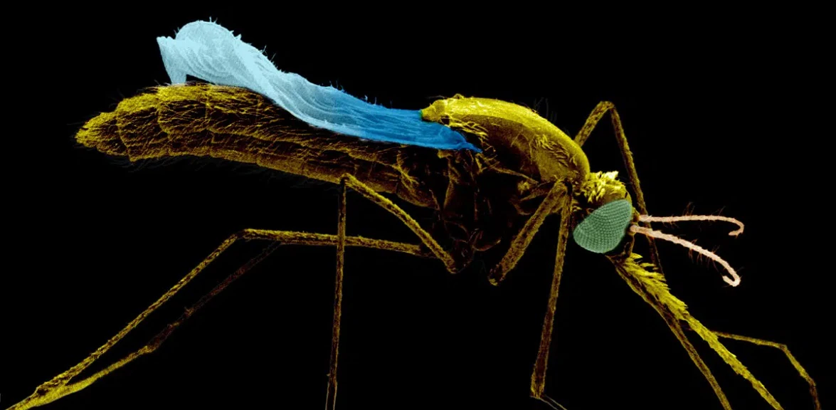 wmd-2024-home-flex World Malaria Day 2024