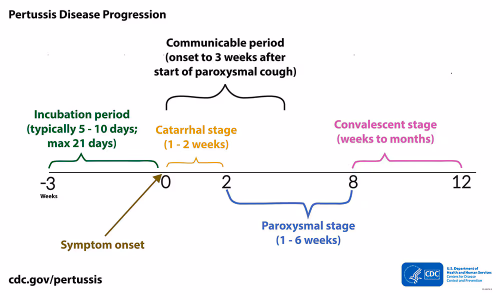 The timeline shows the typical clinical course of pertussis in weeks.