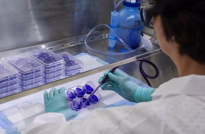 CDC scientist performs a virus plaque assay in the lab to determine the amount of virus in the sample.