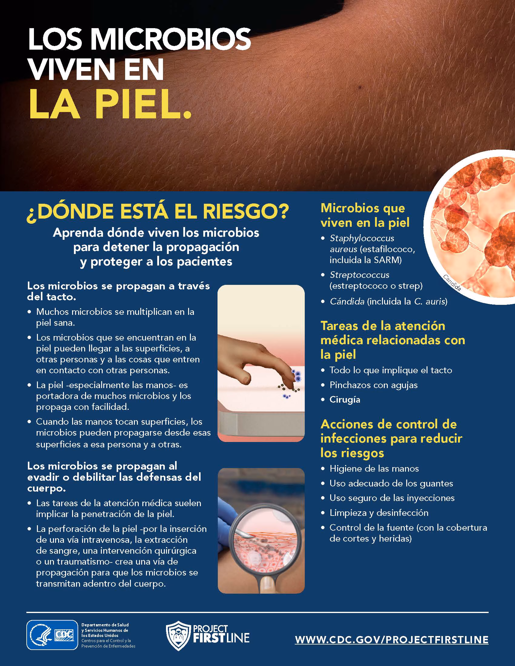 los microbios viven en la piel Los microbios viven en la piel