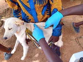 white dog being held while gloved hands hold a syringe to its back
